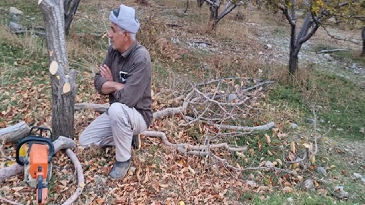 قطع درختان سهم باغداران سی‌سختی از باغ ها