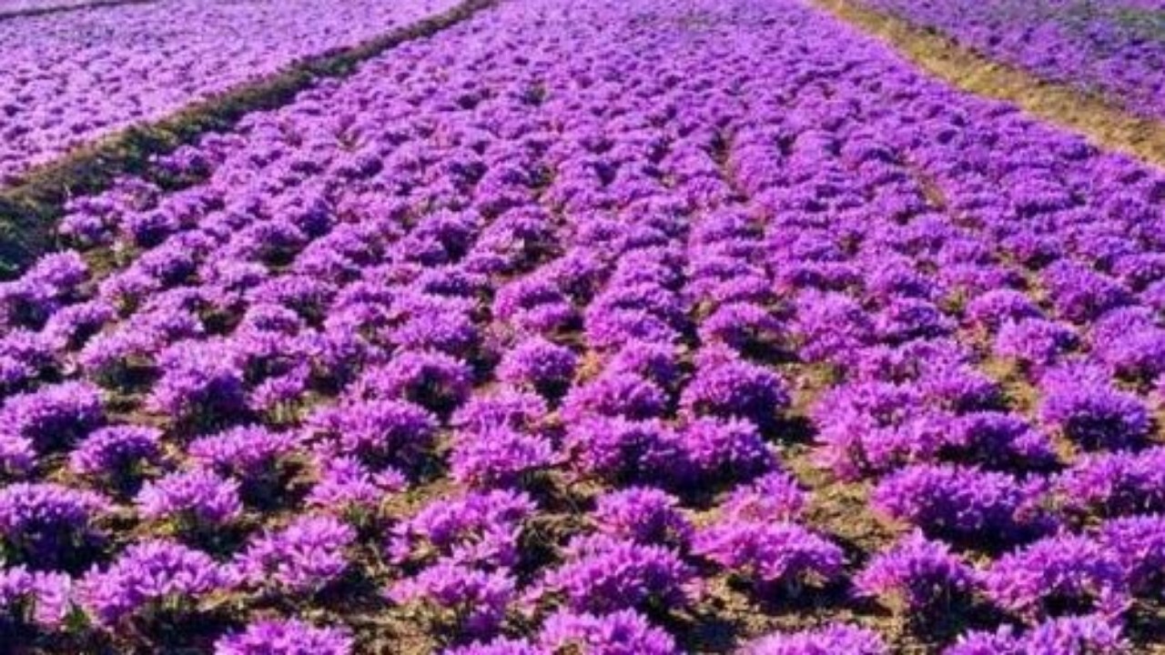 توسعه کشت زعفران در ولایات مختلف افغانستان