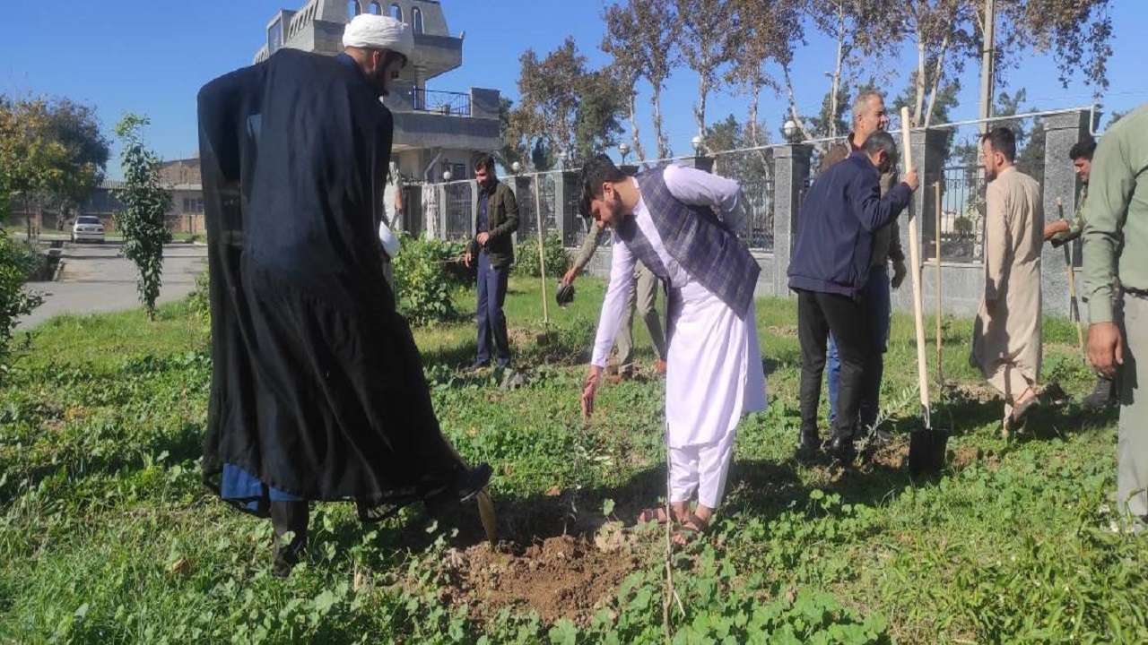 غرس ۲۵۰ اصله نهال زیتون در محیط آموزشی جامعه المصطفی العالمیه گرگان