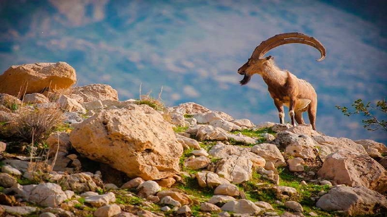 رشد جمعیت حیات وحش پارک ملی گلستان در سایه مشارکت مردم