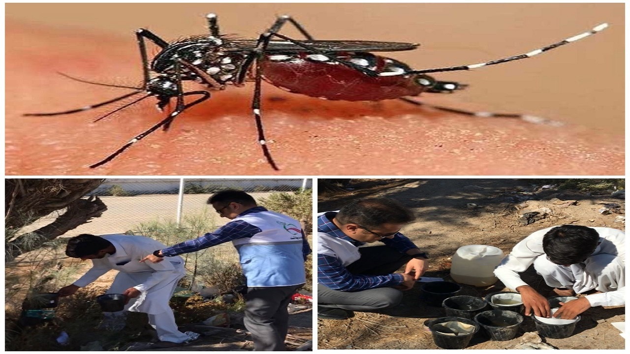 هشدار مرکز بهداشت زاهدان در خصوص انتشار پشه آئدس