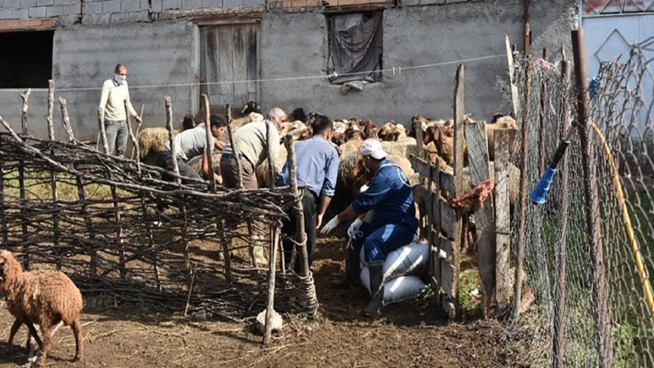 برگزاری اردوی جهادی دامپزشکی در مناطق محروم