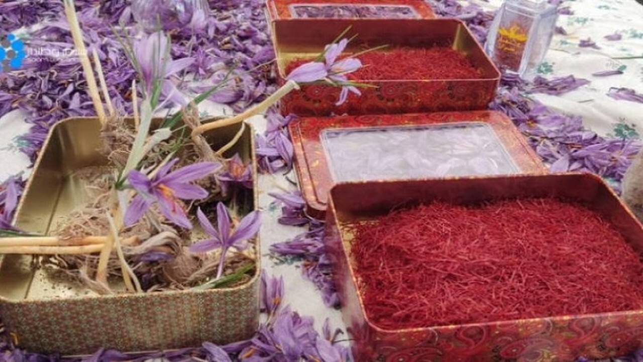 نمایشگاه زعفران در قندهار