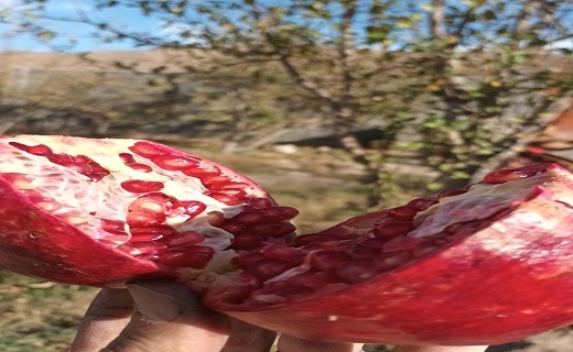 میوه پاییزی در کنار مناظر پاییز