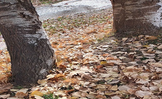 جاذبه گردشگری پاییزی در روستا