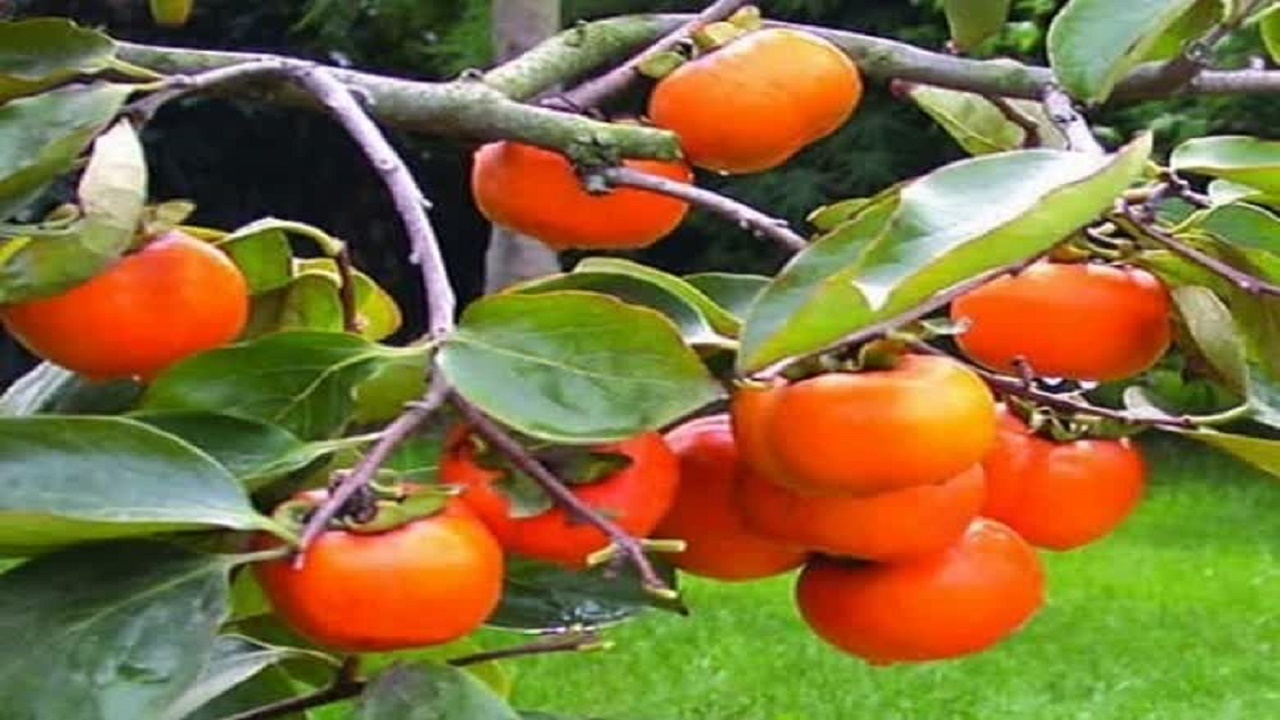 رشد ۳۵ درصدی تولید خرمالو و انار نسبت به مدت مشابه سال قبل