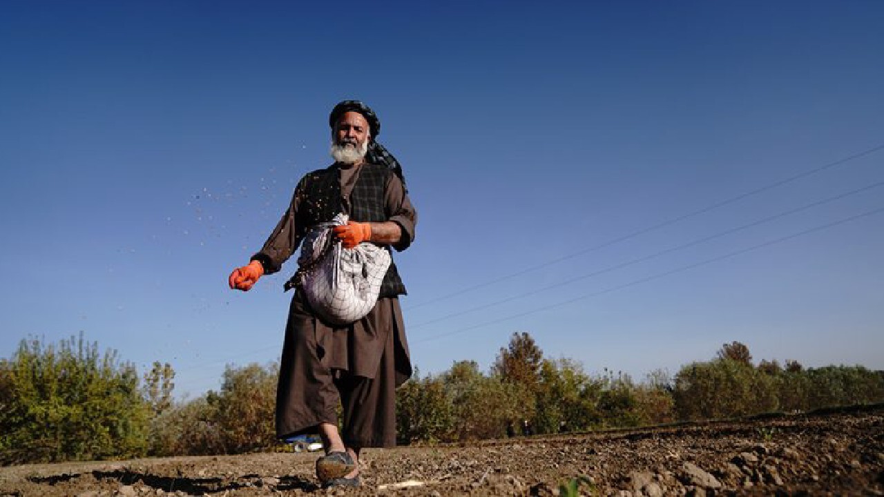 آغاز کارزار گندم زمستانی در افغانستان