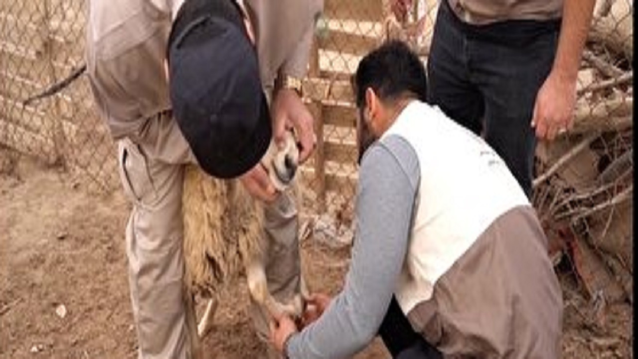 برگزاری اردوی جهادی دامپزشکی در روستا‌های صیدآباد و باقرآباد