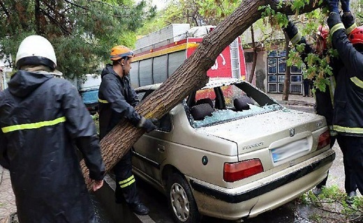 آغاز عملیات هرس درختان از امروز در رشت