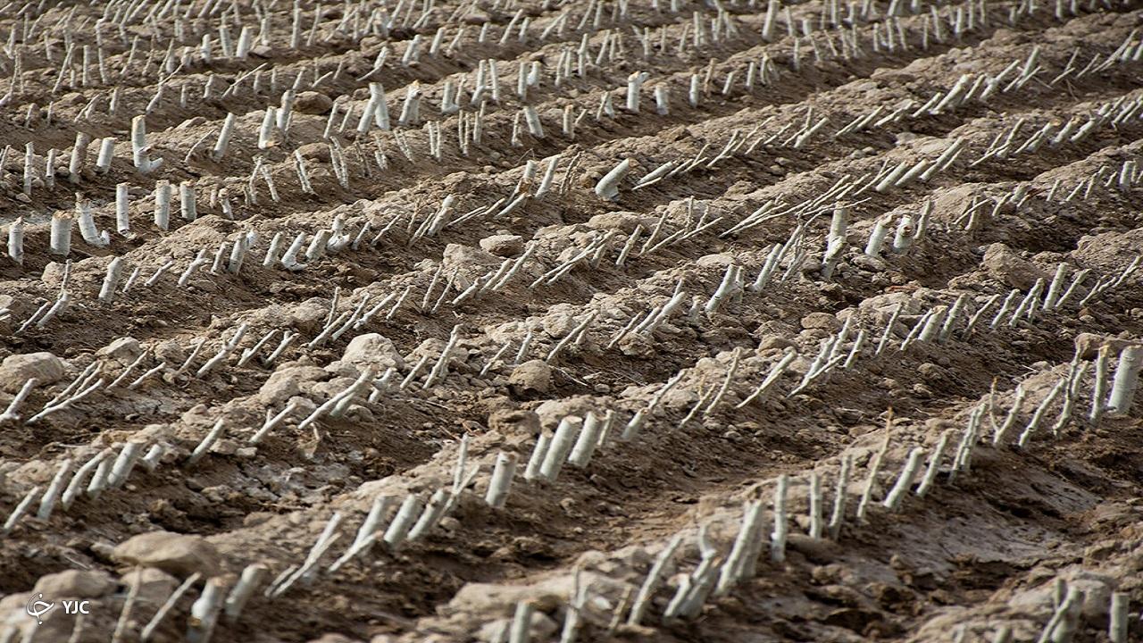 ظرفیت نهالستان‌های میاندوآب چهاربرابر شد