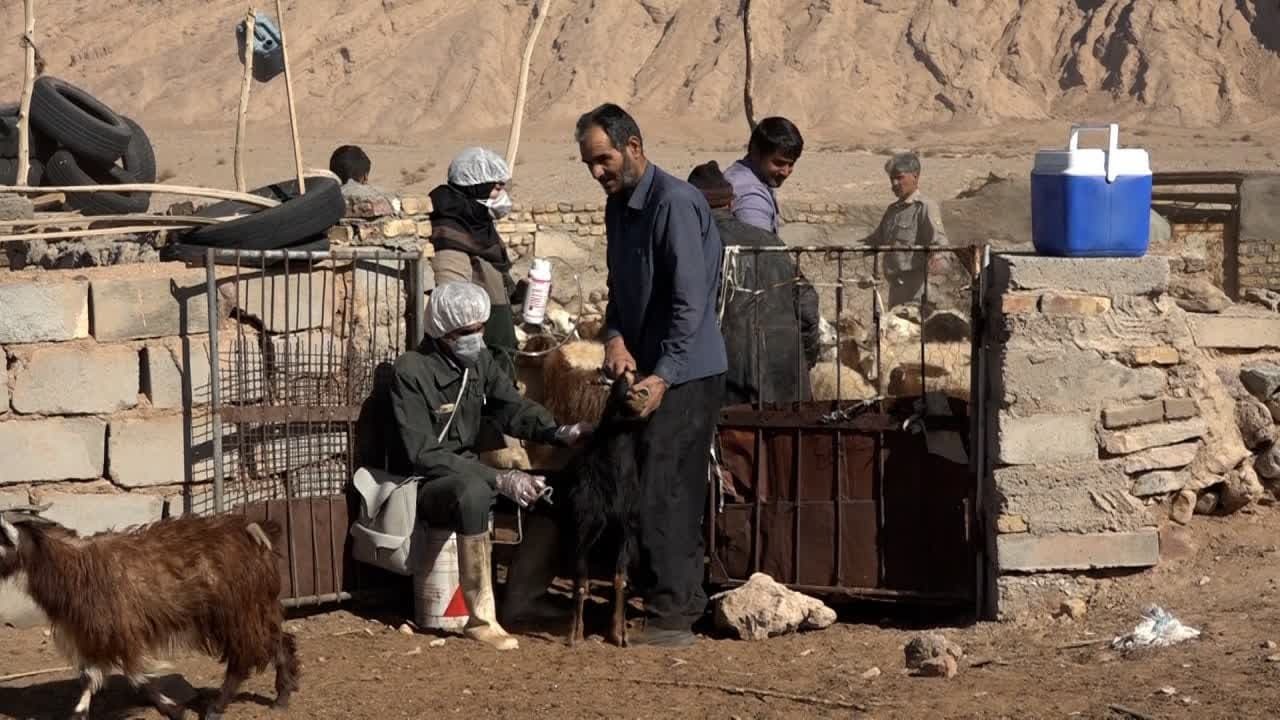واکسیناسیون ۶۰ هزار نوبت سر دام در بافق