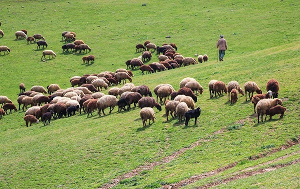 افزایش بهره‌وری پرورش دام در مناطق روستایی سرعین عملیاتی می‌شود