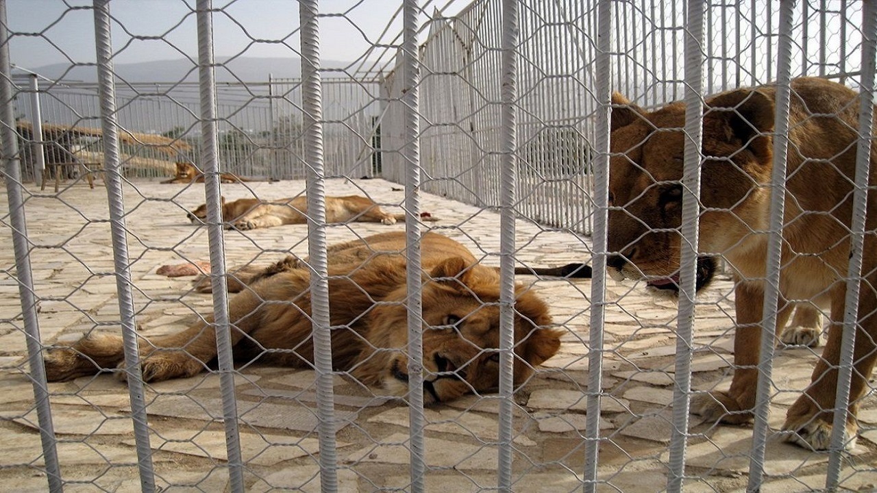 قاچاق حیوانات محافظت شده از نوع قاچاق ممنوعه تلقی می‌شود