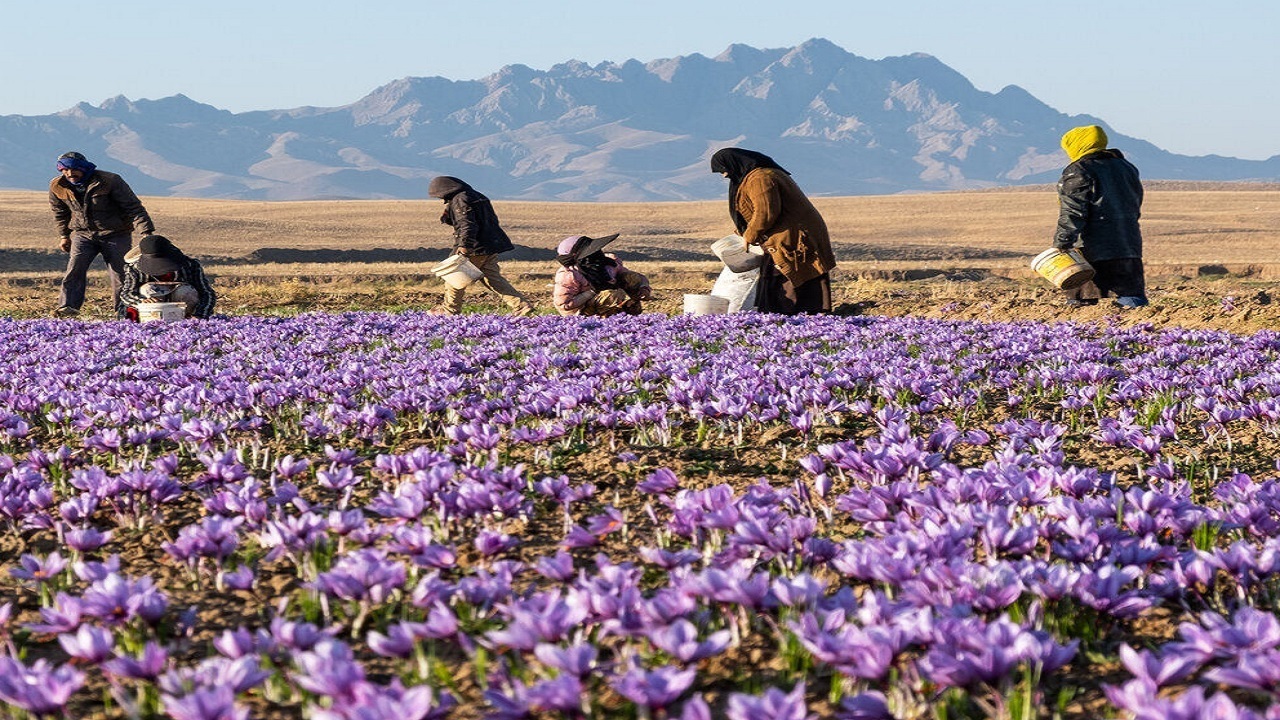 کاشت گیاهان دارویی در استان بوشهر توسعه می‌یابد