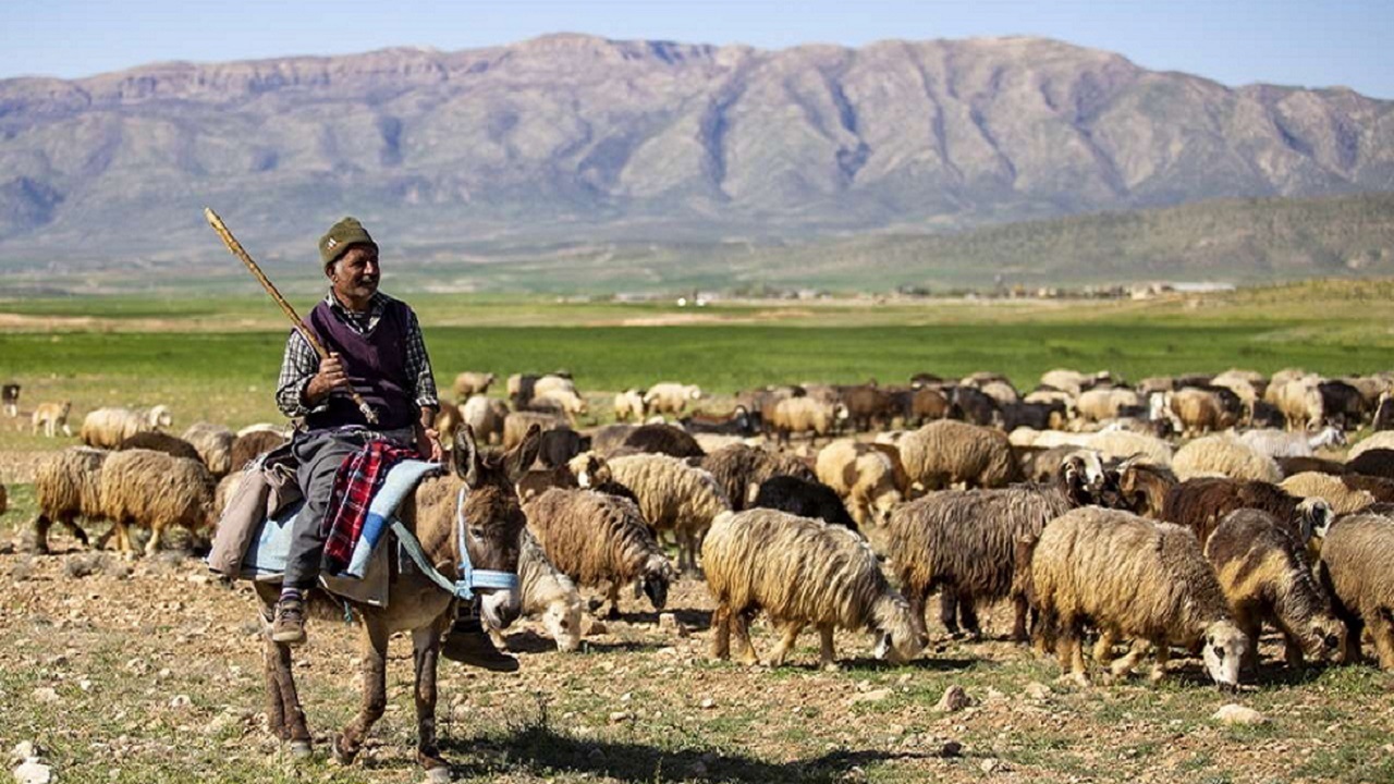 عملیات اجرایی طرح «دام‌شهر» استان بوشهر آغاز می‌شود