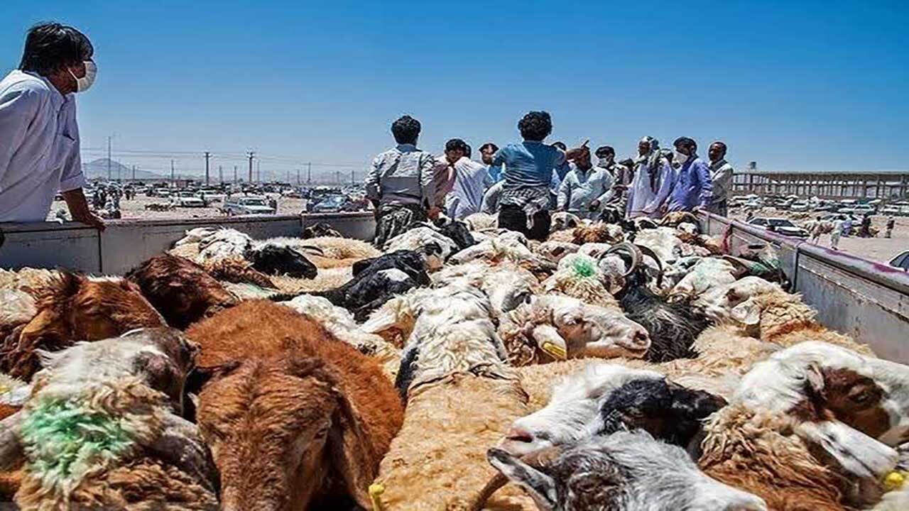 شبکه بزرگ دام زنده قاچاق در هرمزگان متلاشی شد