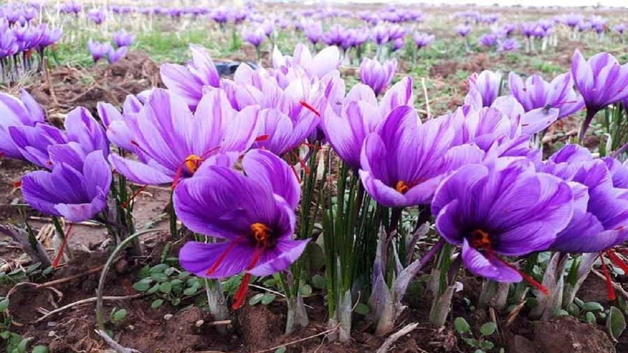 بروجرد رتبه سوم کشت زعفران در لرستان را دارد