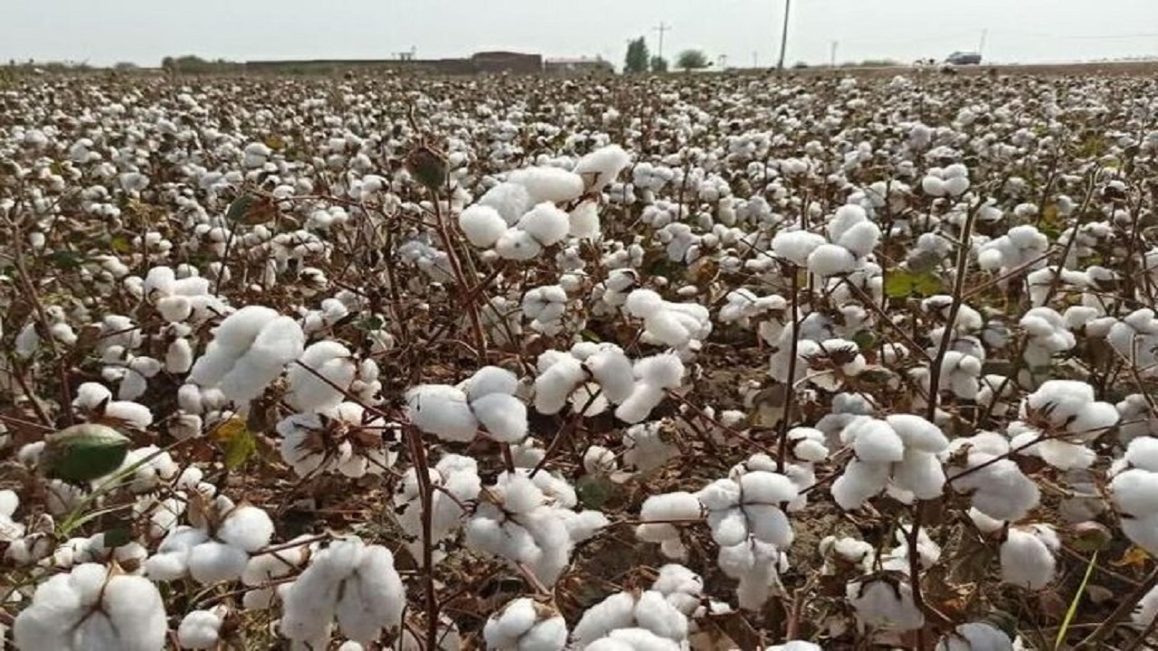 ۲۷۰۰ تُن پنبه در قم برداشت می‌شود