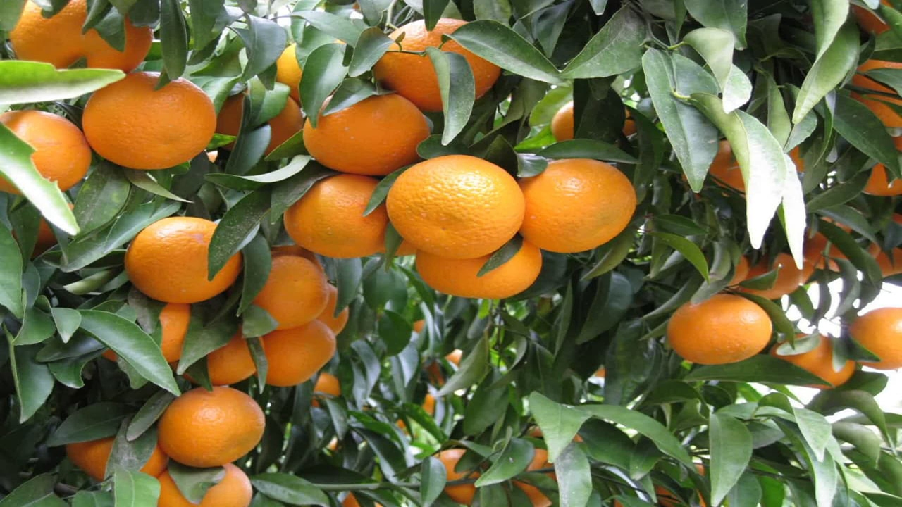 برداشت مرکبات از باغات شهرستان کازرون