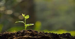 خاک امنیت غذایی پایدار را تامین می‌کند