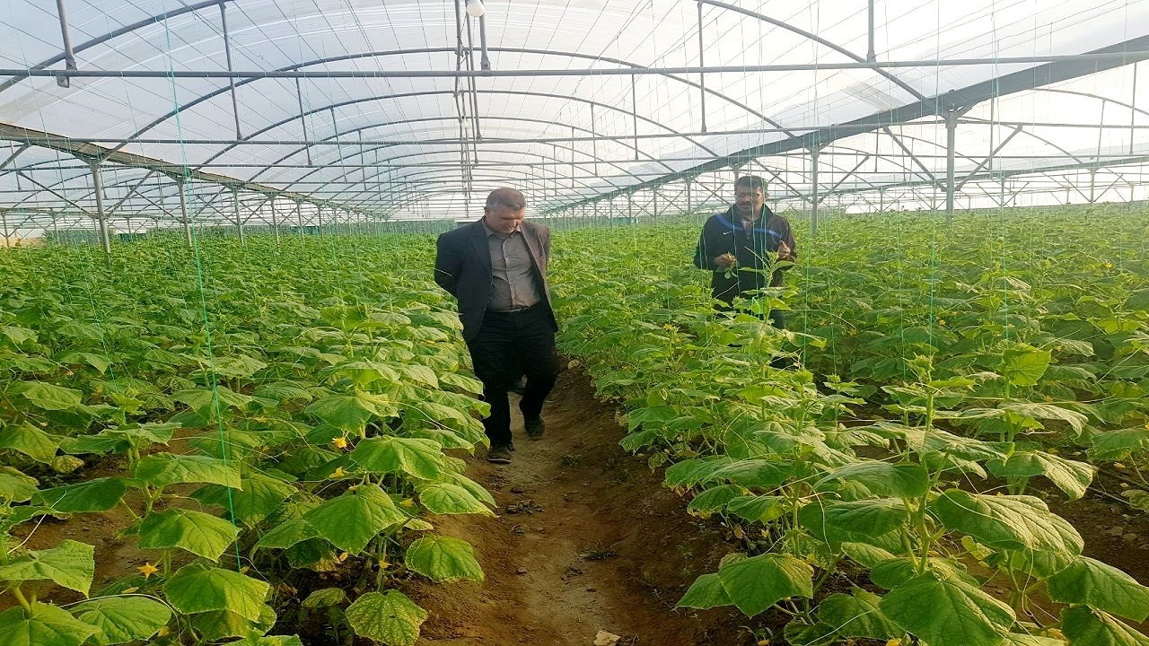 توسعه  ۱۰۰ درصدی سطح زیر کشت محصولات گلخانه ای در شهرستان زهک
