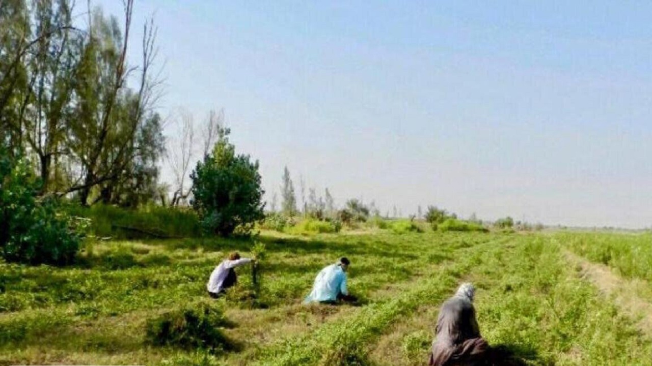 برداشت چین سوم حنا در سیستان و بلوچستان آغاز شد