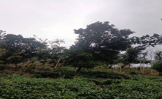 منظره پاییزی قلعه رودخان