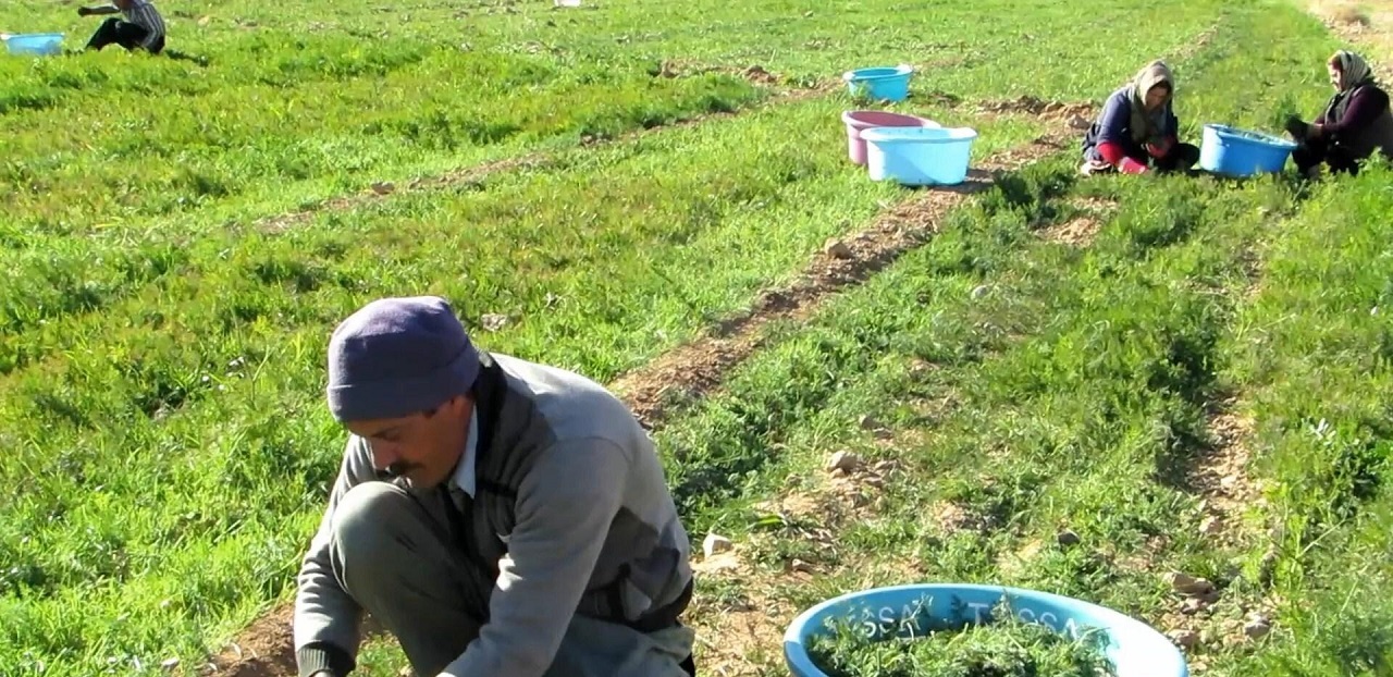 درآمدزایی ۶۰ میلیارد تومانی با برداشت شوید
