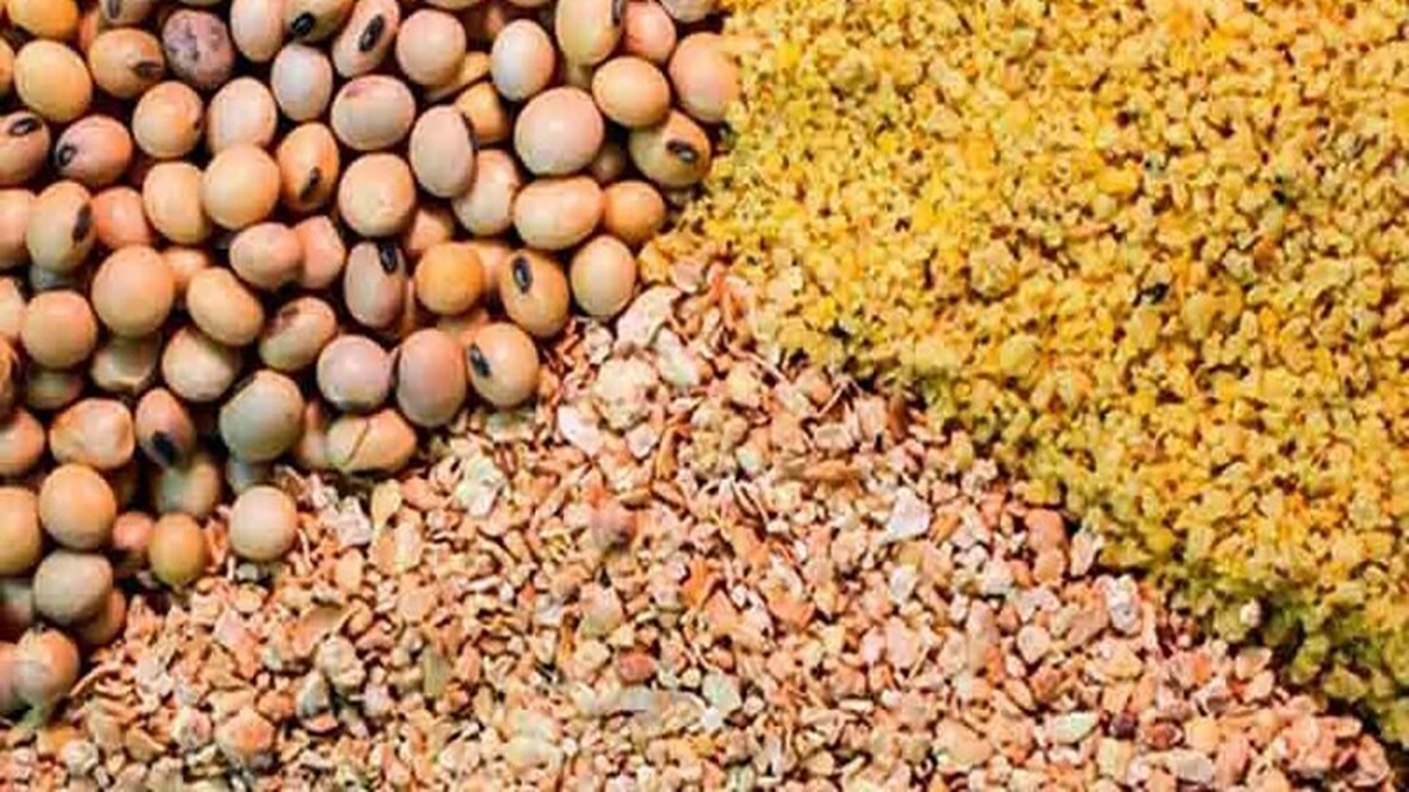 امکان جایگزینی کنجاله در خوراک طیور گوشتی وجود ندارد
