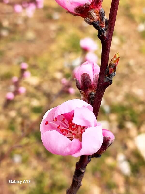 شکوفه های بهاری