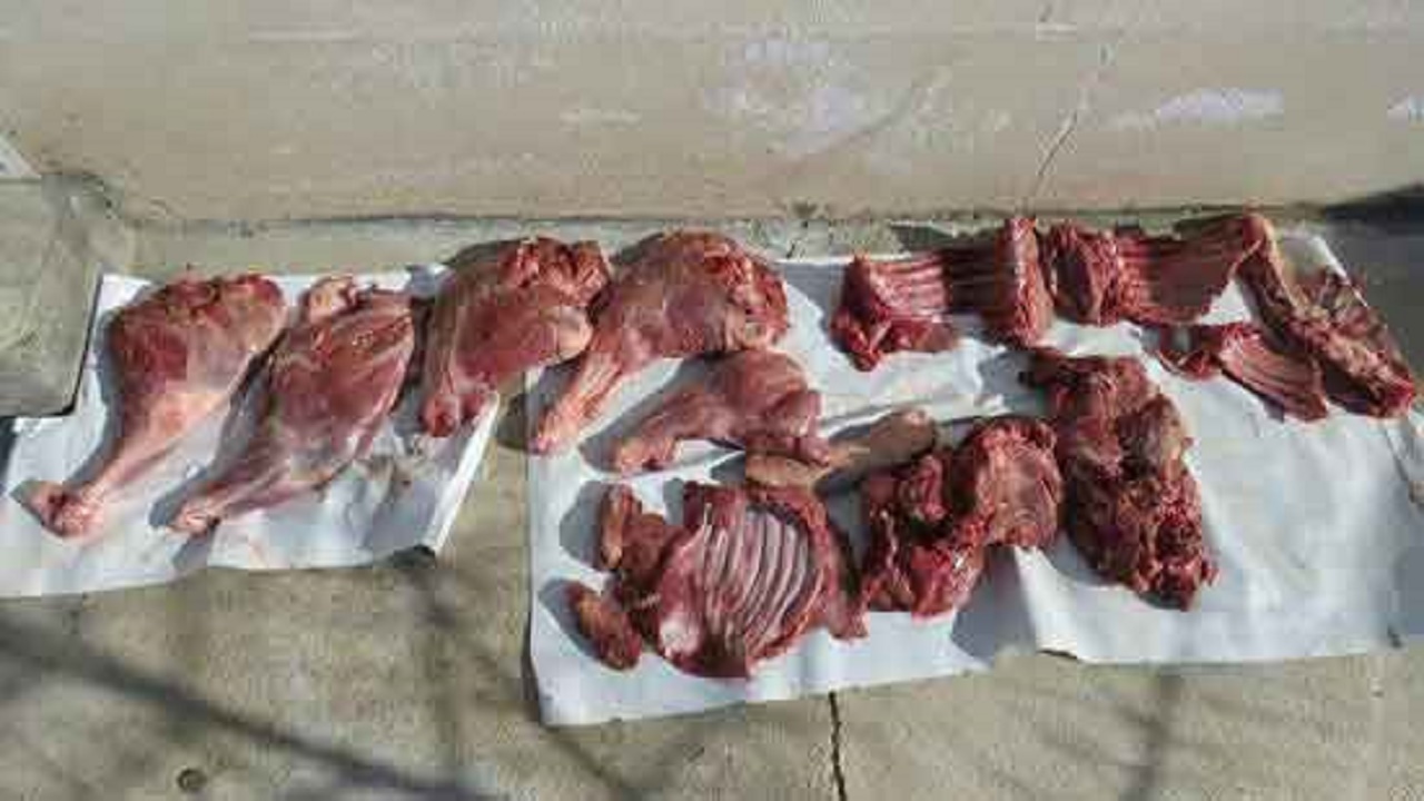 کشف گوشت گراز در بابل