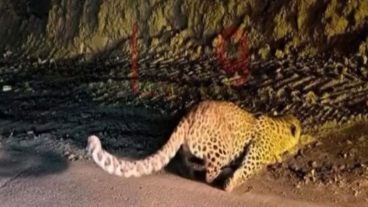 جستجوی برای یافتن پلنگ زخمی در نوشهر