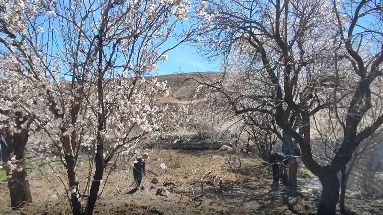 بیل زنی باغ‌های روستای توآباد در اوایل فصل بهار + فیلم