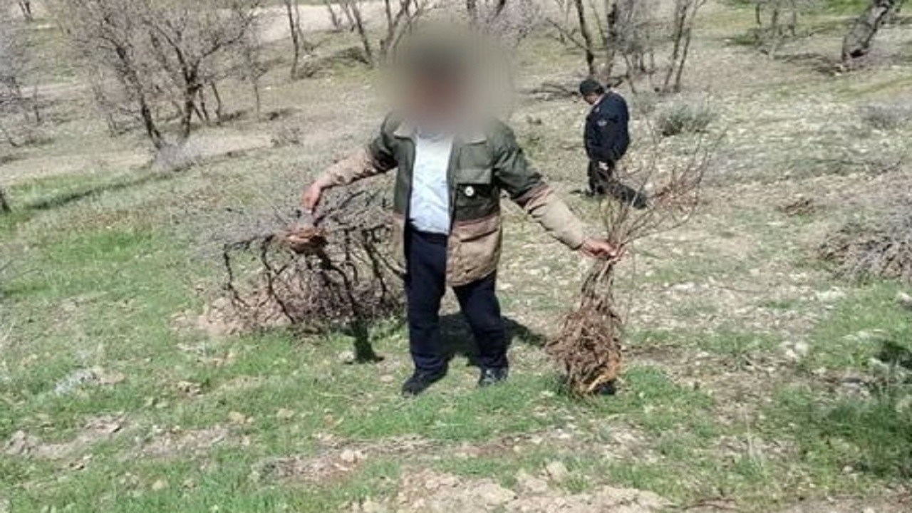ماجرای قطع ۴۰۰ اصله درخت ثمری درگنجه‌ای بویراحمد چه بود؟
