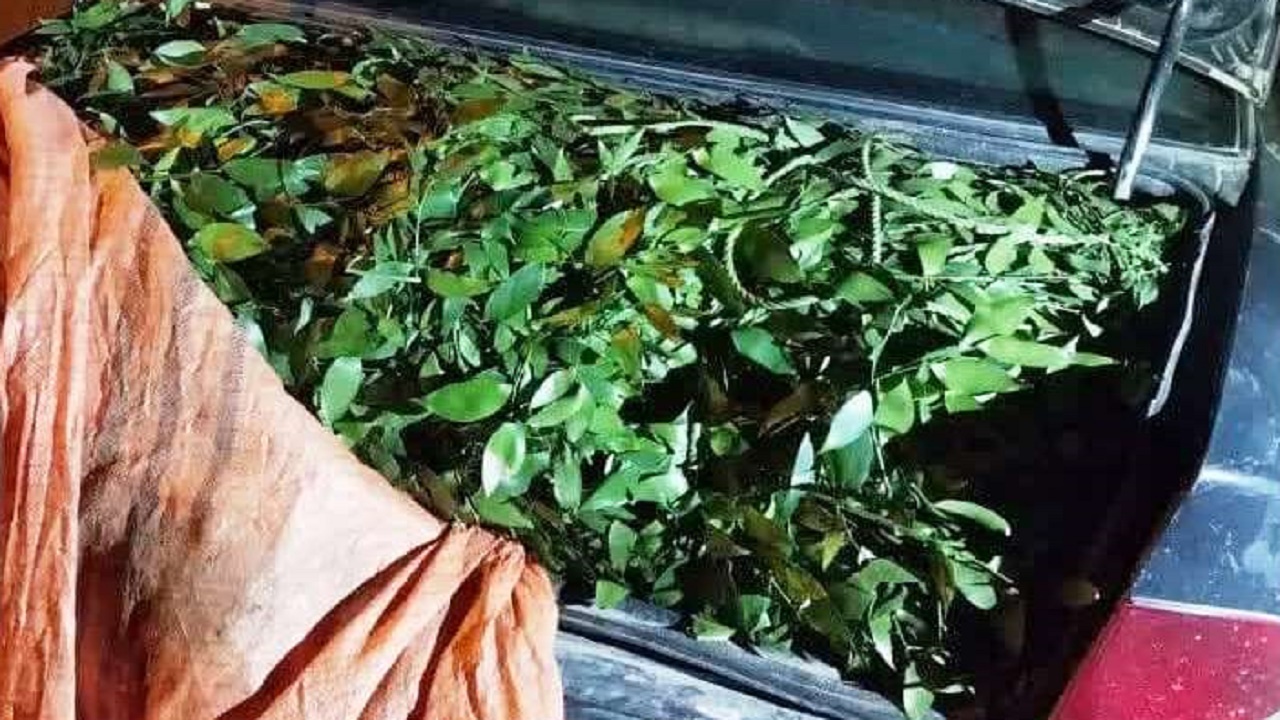 کشف و ضبط محموله جنگلی از گونه چلم در شهرستان میاندورود