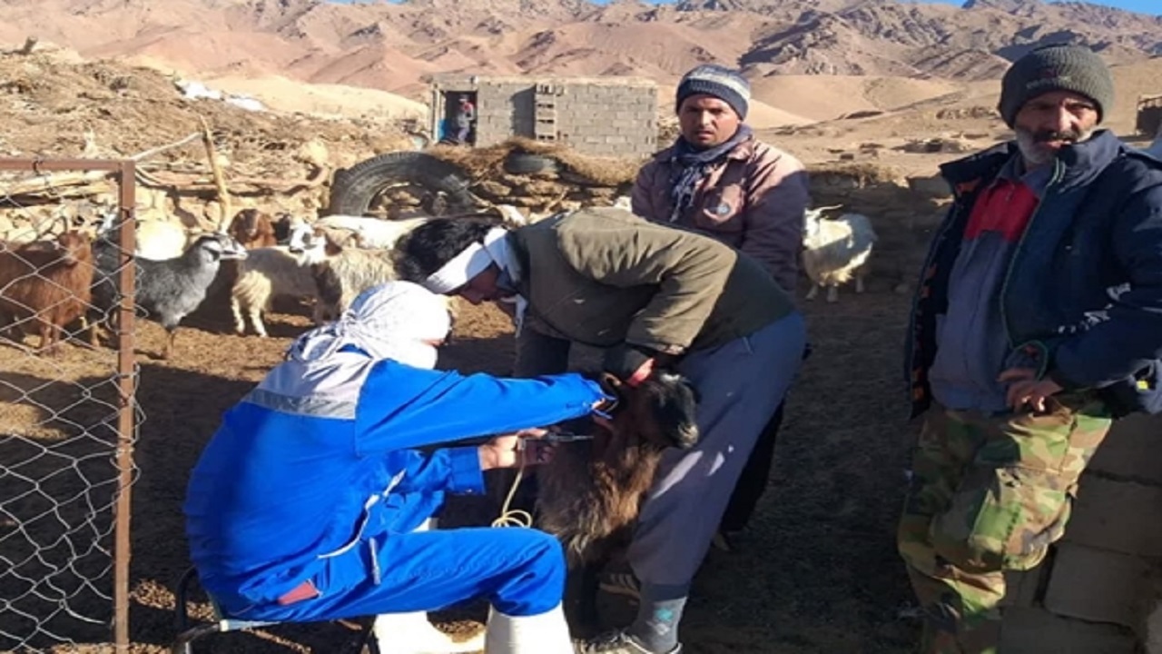 واکسیناسیون بیش از ۷۴۱ هزار دام در طبس