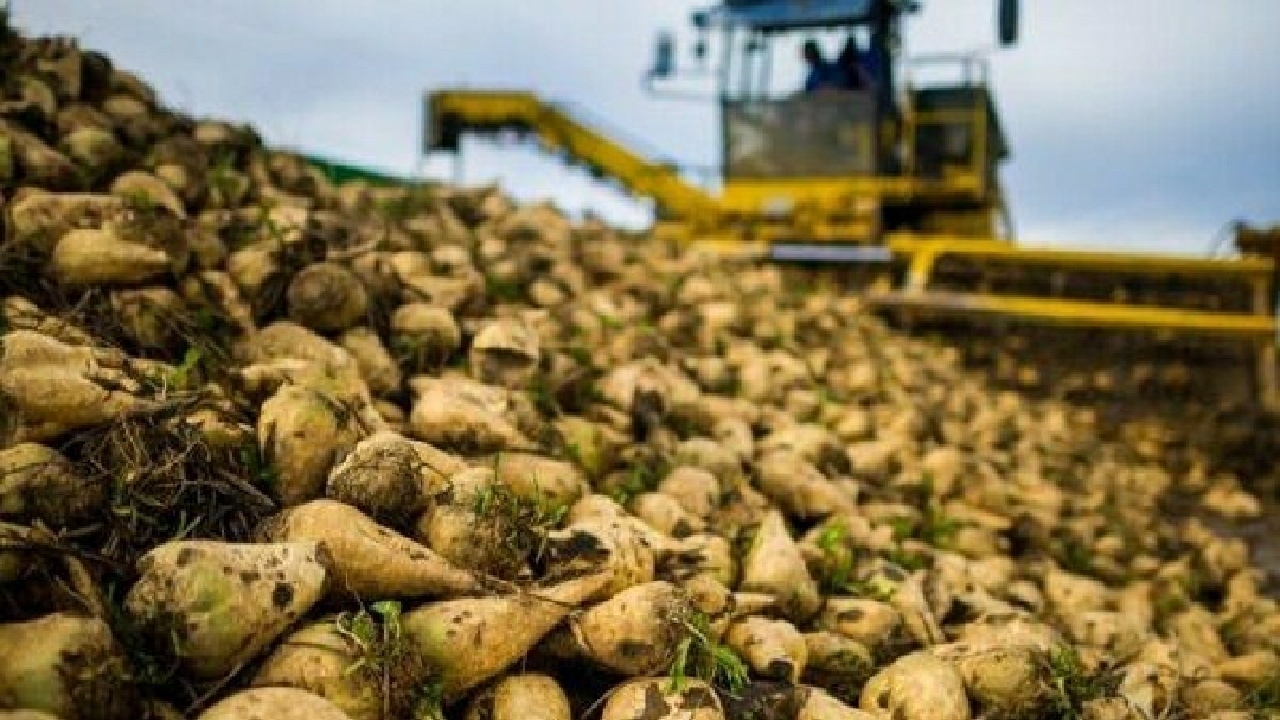 کشاورزان چشم انتظار اعلام نرخ چغندر