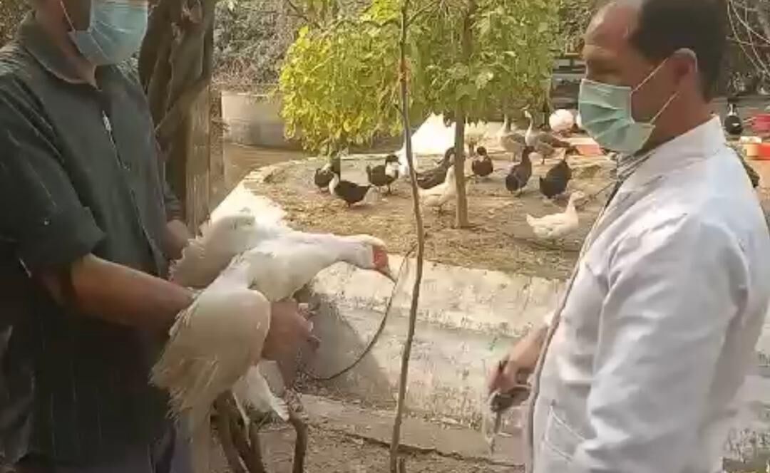 واکسیناسیون طیور علیه آنفلوآنزای فوق ‌حاد در استان مرکزی 