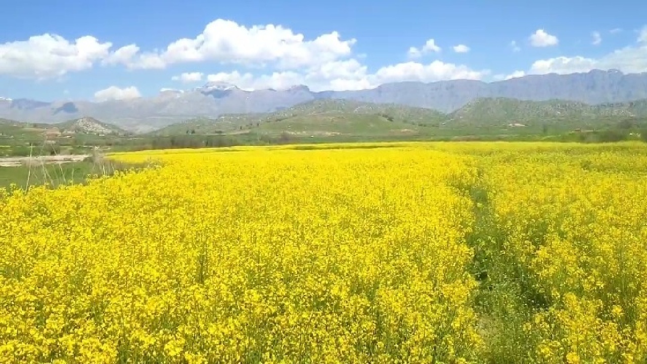 مزارع زیبای کلزا در ویسیان لرستان+فیلم