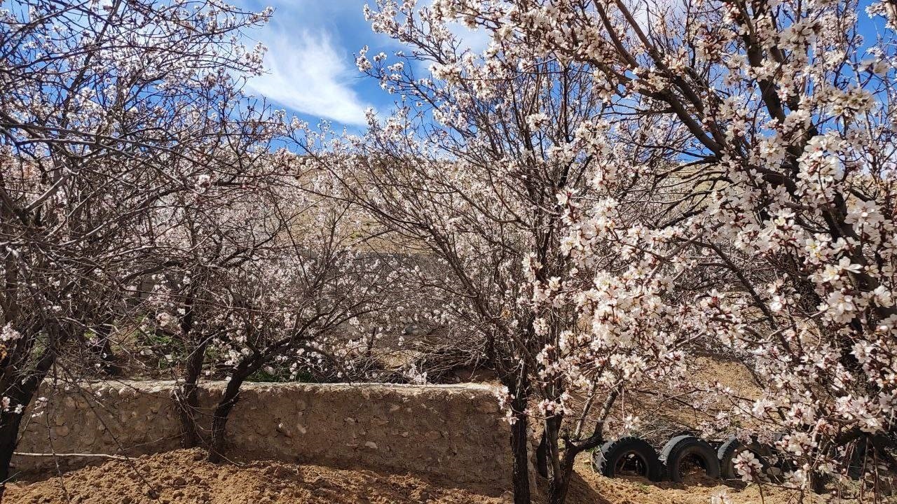 بهاری شدن روستای توآباد با شکوفه‌های درختان بادام + تصاویر