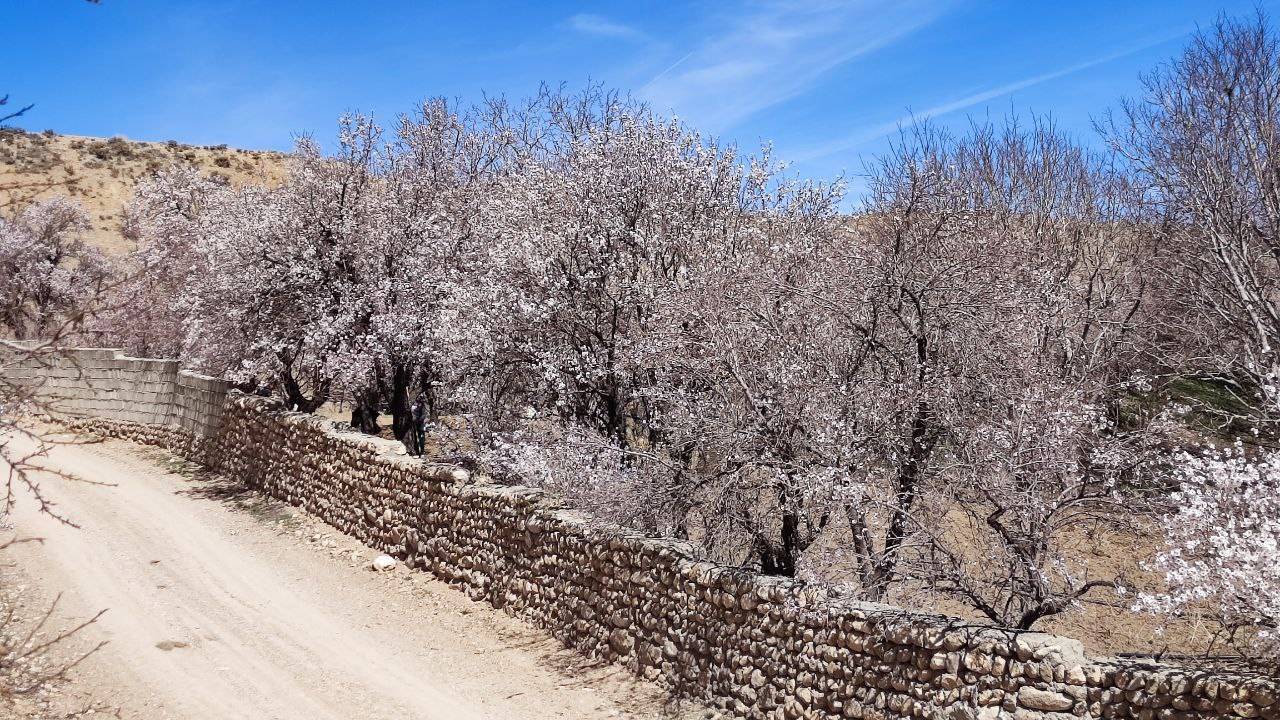 شکوفه های درختان بادام