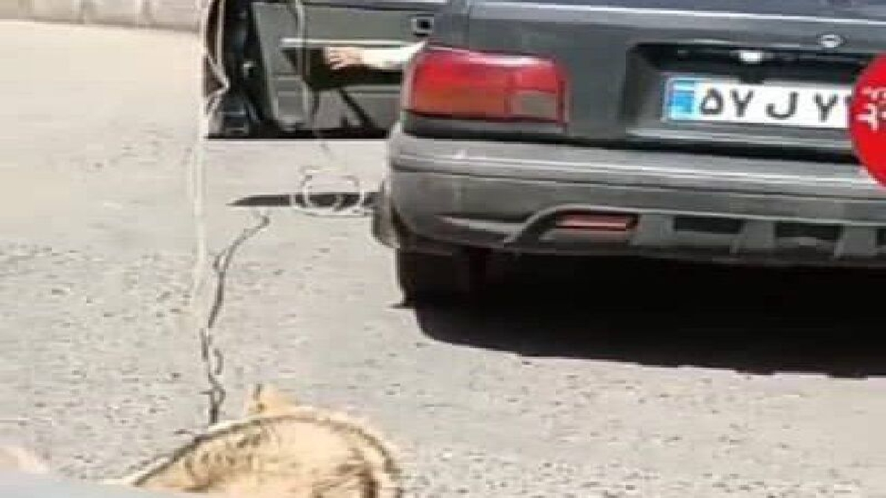 فرد حیوان آزار در فومن دستگیر شد