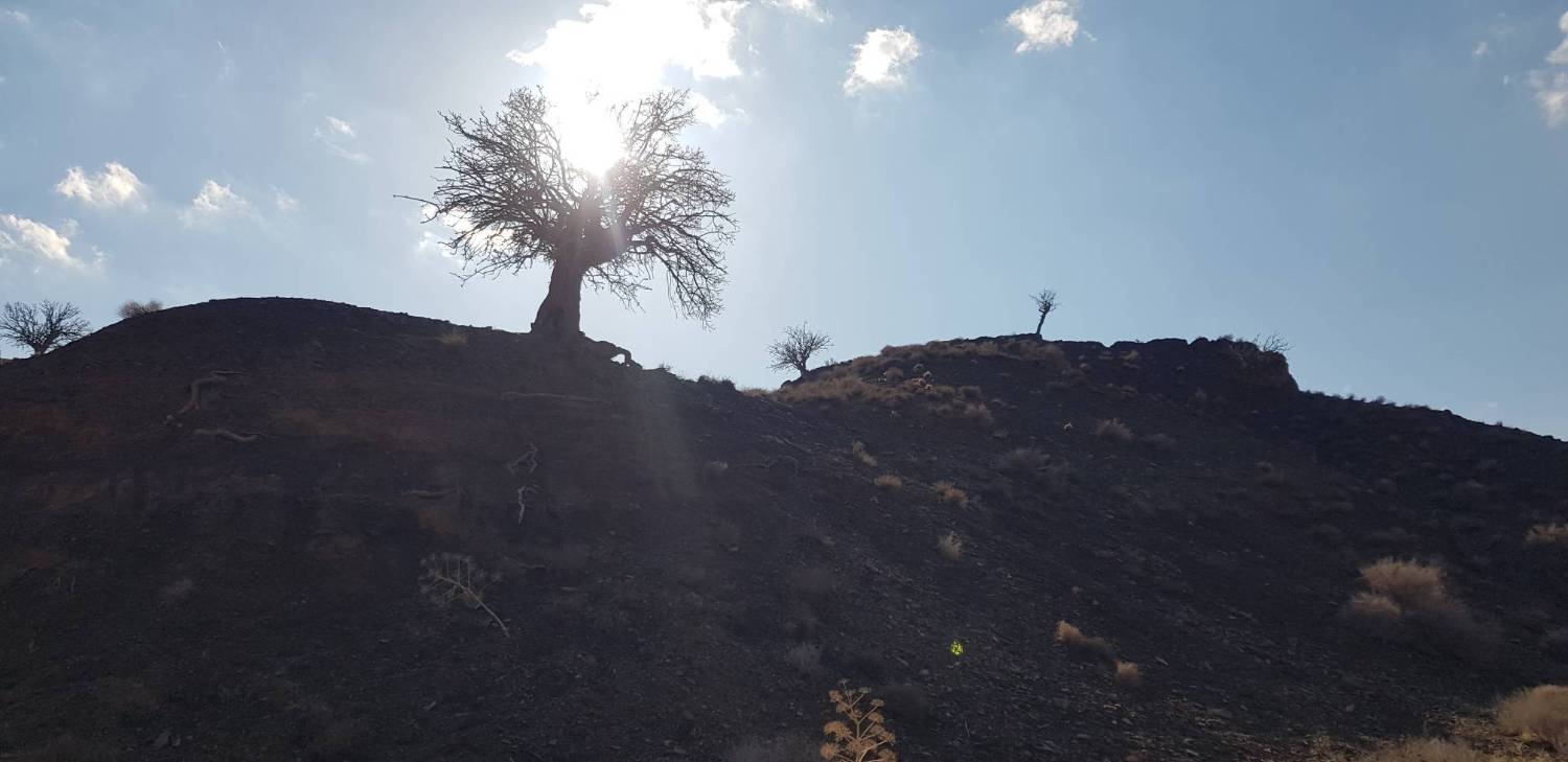 منظره بهاری