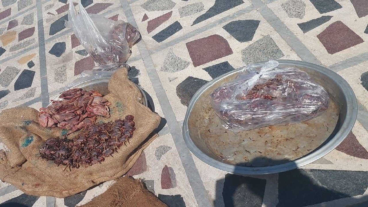 ضبط گوشت غیر مجاز پرندگان وحشی در بازار دزفول