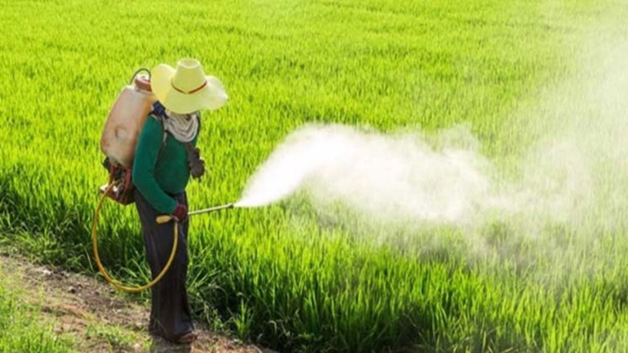 پایش مزارع استان سمنان برای مقابله با سن