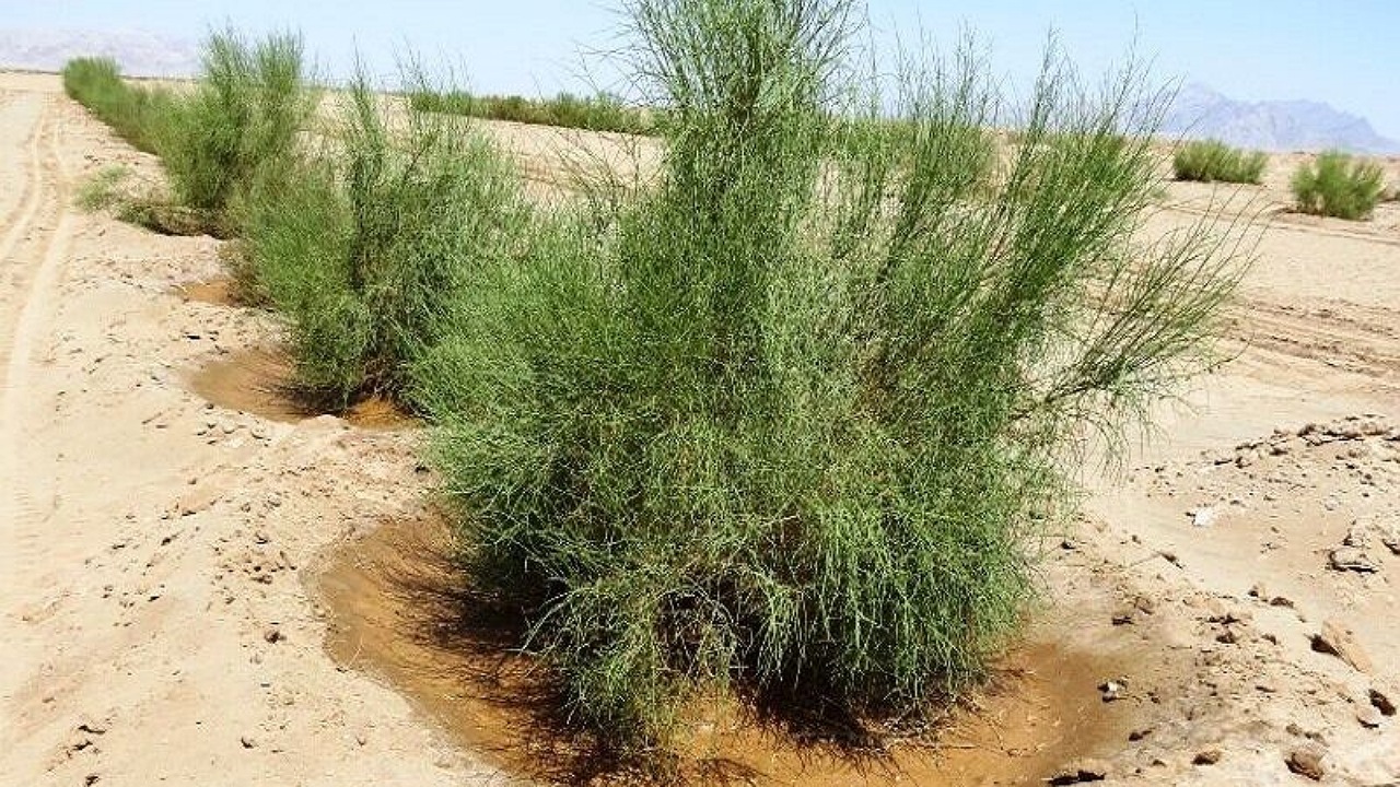 نهالکاری ۴۴ هکتار از اراضی بیابانی تایباد