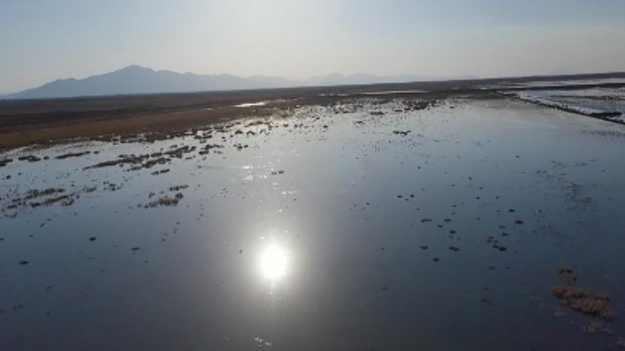 جاری شدن زندگی در تالاب کمجان
