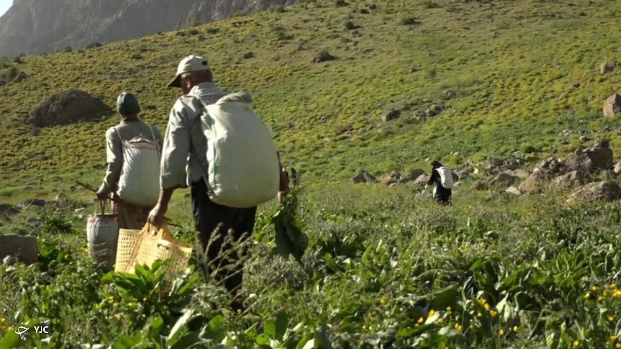 ممنوعیت بهره‌برداری محصولات مرتعی و جنگلی در آذربایجان‌غربی