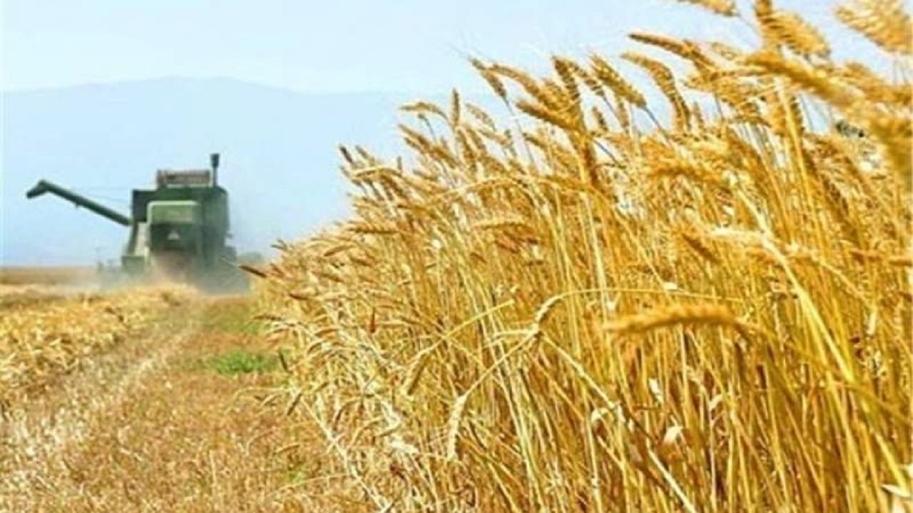 راه‌اندازی ۱۵ مرکز خرید گندم در جنوب سیستان و بلوچستان