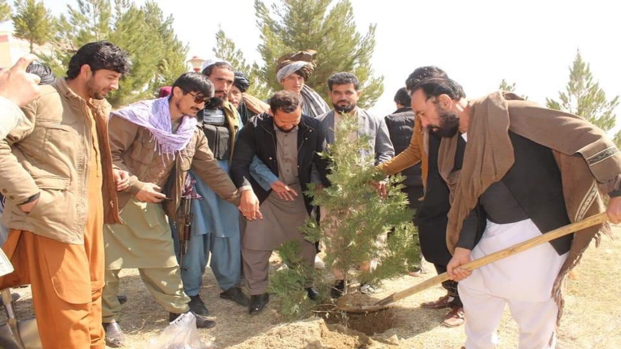 کاشت ۲۳ میلیون نهال در افغانستان